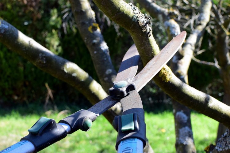 Philosophy of Pruning